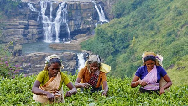 வடக்கு நோக்கி வந்த மலையக மக்கள் பத்தோடு பதினொன்றாக வாழ்ந்துவிடவில்லை